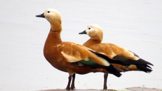 रूडी शेल्डक (एचटी फोटो) रूडी शेल्डक (एचटी फोटो)